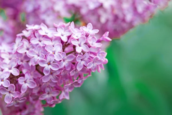 Branch with spring lilac flowers in garden. — Stock Photo, Image