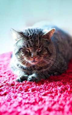 Front view of cute gray cat sleeping in her dreams on a red carpet