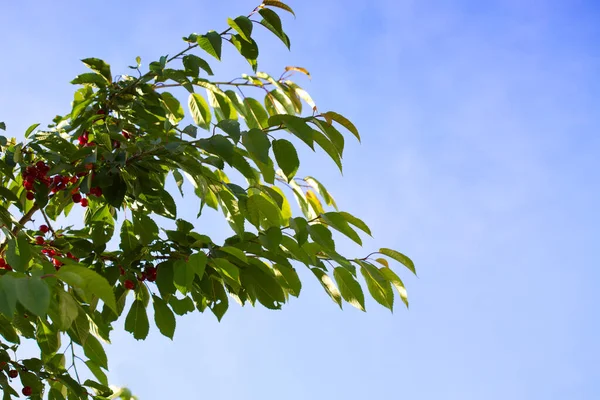 Kirschen hängen an einem Kirschbaumzweig. — Stockfoto