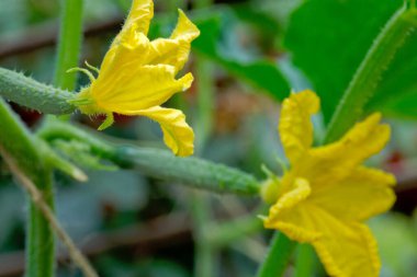 Sera salatalığının gelişimi ve gelişimi.