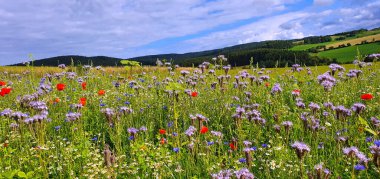 Yazın çayırda açan yabani çiçekler.