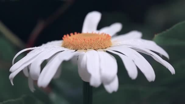 Makroaufnahme der weißen Gänseblümchenblümchen isoliert auf grau. — Stockvideo