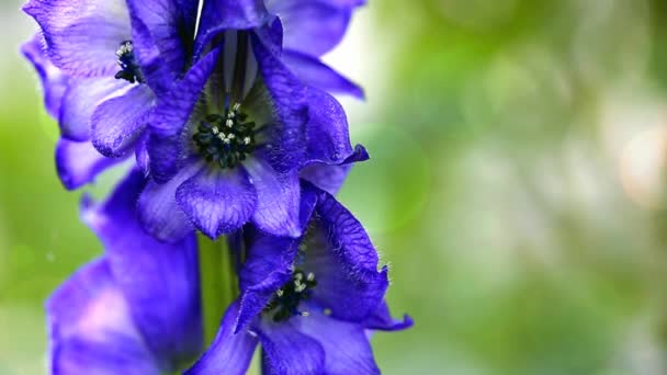 Vista de perto sobre Aconitum carmichaelii isolado sobre fundo desfocado. — Vídeo de Stock