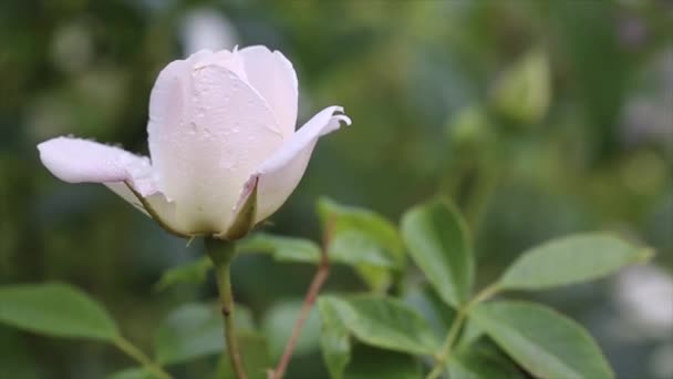 Rosa blanca primer plano con gotas de agua. Fondo de flores. — Vídeo de stock