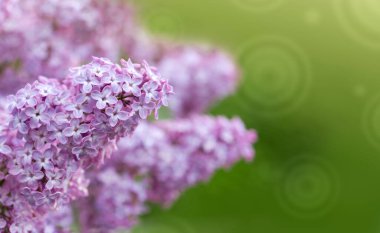 Bahçede bahar leylağı çiçekleri olan bir dal.