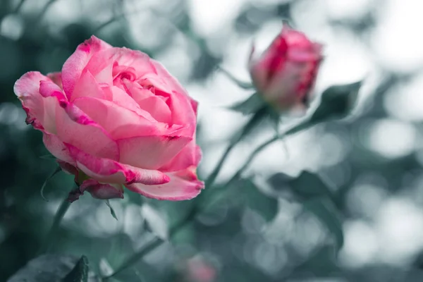 Rosa ros blomma isolerad på bakgrund suddig i trädgården . — Stockfoto