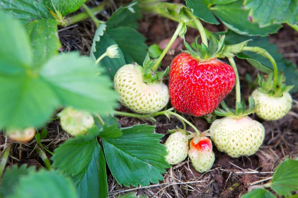 Strawberry bush with green leaves and red berries on summer garden — Stock Photo, Image