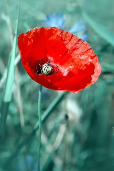 Fioritura papaveri selvatici sul prato in estate. — Foto Stock