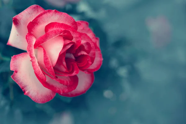 庭の背景にぼやけたピンクのバラの花 . — ストック写真
