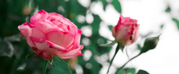 분홍빛 장미 꽃 이 정원의 배경에서 흐릿하게 피어나는 모습 . — 스톡 사진