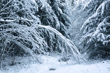 Karla kaplı ağaçlarla kaplı kış manzarası .