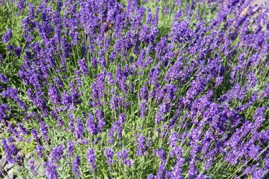 Lavanta çalıları kapalı ve bahçede güneş ışığı.