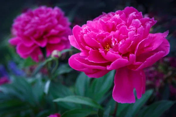 Roze bloemen pioenrozen bloeien geïsoleerd op groene achtergrond . — Stockfoto