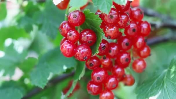 Vörös ribizli bogyók harmatcseppekben egy bokorban a nyári kertben. — Stock videók