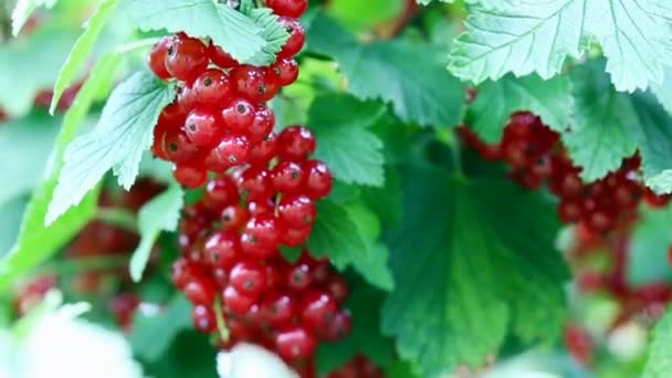 Red currant berries in dew drops on a bush in the summer garden. — Stock Video