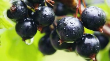 Çiyin içindeki üzümler yaz bahçesindeki bir çalılığa düşer..