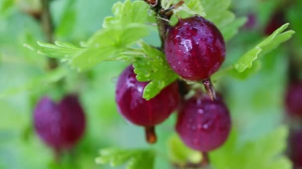 Спелые крыжовник ягоды на ветке с зелеными листьями в саду, закрыть — стоковое видео