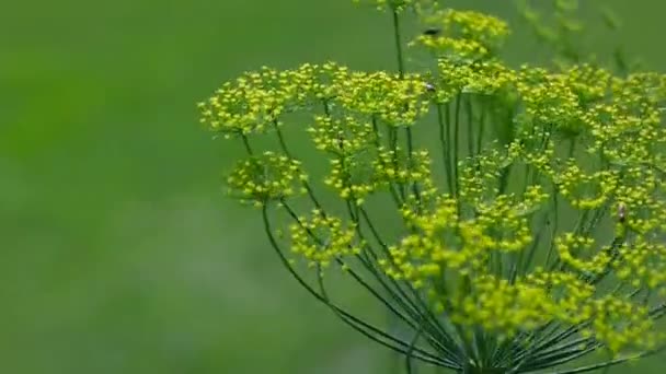 Bloeiende venkel in een tuin en vliegende insecten. — Stockvideo