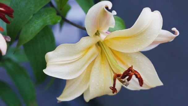 Giglio giallo nel giardino estivo. Close up. — Video Stock