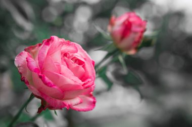 Gri arka planda izole edilmiş pembe gül çiçeği bahçede bulanık. .