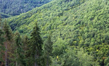 Yaz ormanı arka planı, güzel kuş bakışı yeşil ağaçlar. .