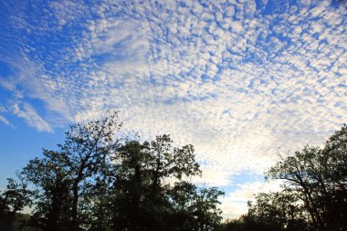 Parlak mavi gökyüzü olan genç ağaçların yaz manzarası