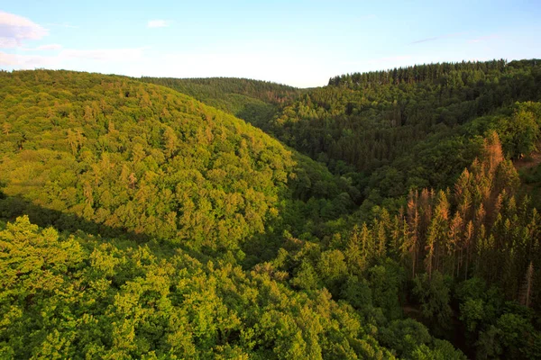 Summer forest background, beautiful bird eye view on green trees .