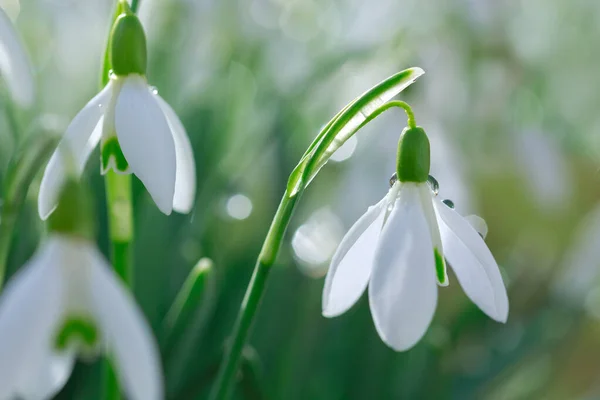 Snowdrops on bokeh background in sunny spring garden under sunbeams. — Stock Photo, Image