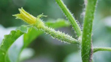 Yung salatalıkları serada yetişir..