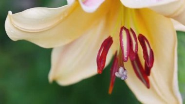 Yaz bahçesindeki Sarı Zambak 'a yaklaş. Yaklaş..