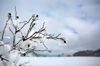 Kara böğürtlenler karla kaplı, gökyüzü arka planında izole..