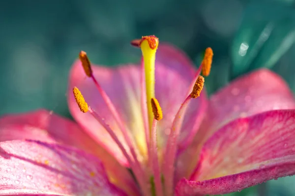 Το λουλούδι του ροζ κρίνου στον καλοκαιρινό κήπο. — Φωτογραφία Αρχείου