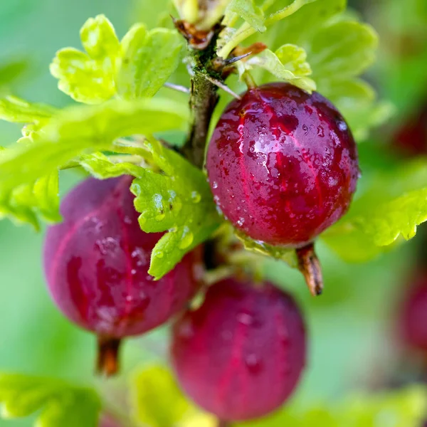 Mogna krusbär på en gren med gröna blad i trädgården, närbild — Stockfoto