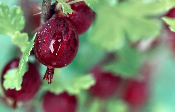 Rijpe kruisbessen op een tak met groene bladeren in de tuin, close-up — Stockfoto