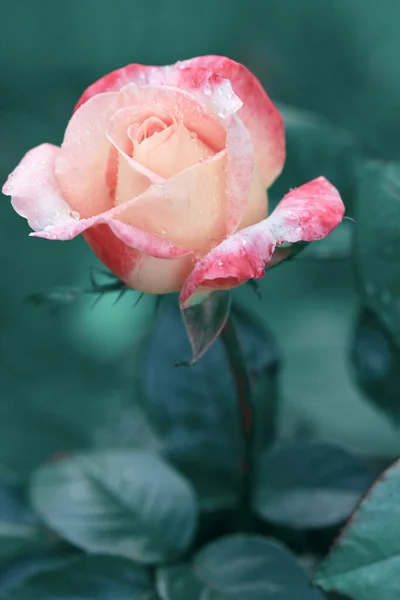 Rosa ros blomma med regndroppar på grön bakgrund . — Stockfoto