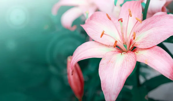 The flower of the pink lily in summer garden. — Stock Photo, Image
