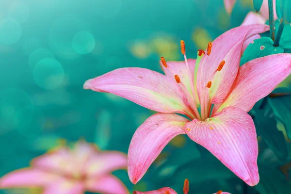 Квітка рожевої лілії в літньому саду . — стокове фото