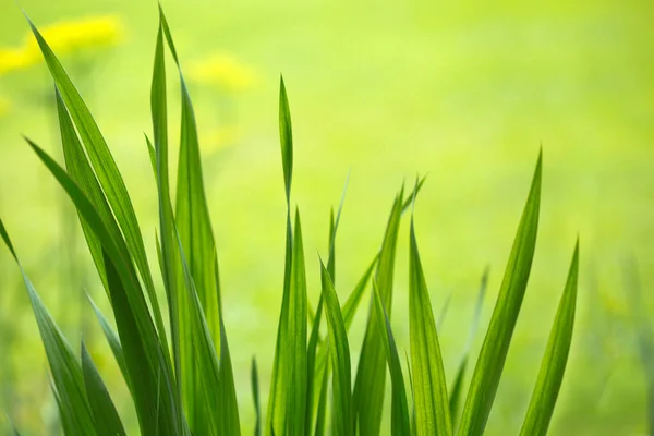 Campo de grama verde brilhante com fundo bokeh luz solar — Fotografia de Stock
