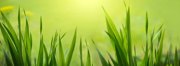 Campo de hierba verde brillante con luz solar fondo bokeh —  Fotos de Stock