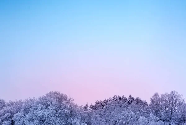 눈 과 하늘을 뒤덮은 나무들로 뒤덮인 겨울 전경. — 스톡 사진