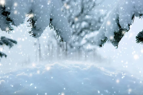 Sfondo invernale con neve bianca e alberi di Natale. — Foto Stock