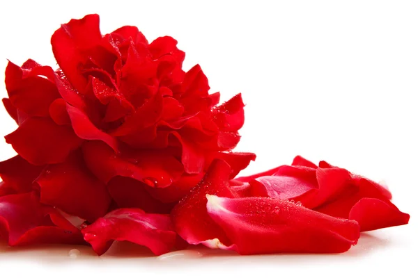 Petali di rosa rossa e rosa  . — Foto Stock