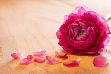 Pembe gül yaprakları ve gül.