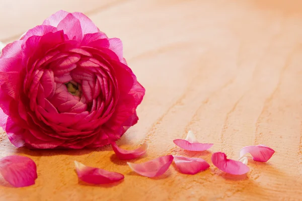 Pink rose petals and rose. — Stock Photo, Image