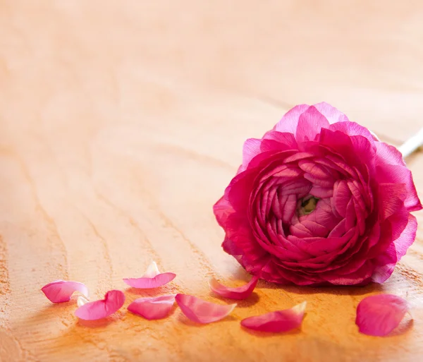 Pink rose petals and rose. — Stock Photo, Image