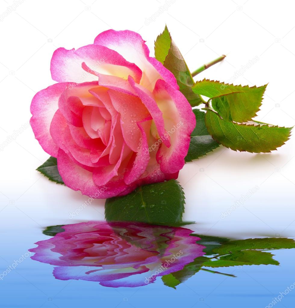 Pink rose and water  reflection.