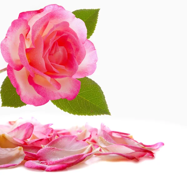 Розовая роза и лепестки . — стоковое фото