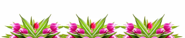 Pink tulips background. — Stock Photo, Image