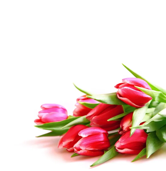 Fundo de tulipas rosa . — Fotografia de Stock