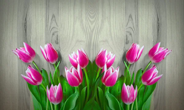 Pink tulips background. — Stock Photo, Image